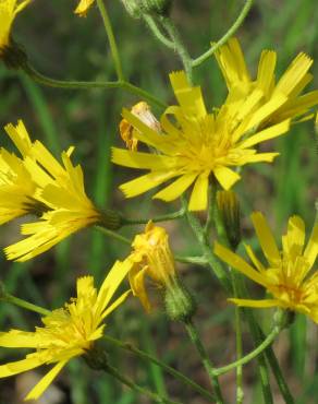 Fotografia 12 da espécie Hieracium murorum no Jardim Botânico UTAD