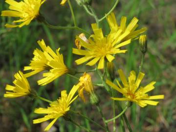 Fotografia da espécie Hieracium murorum