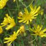 Fotografia 12 da espécie Hieracium murorum do Jardim Botânico UTAD