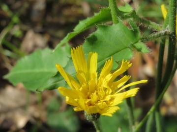 Fotografia da espécie Hieracium murorum