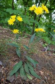 Fotografia da espécie Hieracium murorum