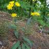 Fotografia 14 da espécie Hieracium murorum do Jardim Botânico UTAD