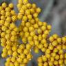 Fotografia 7 da espécie Helichrysum italicum subesp. picardi do Jardim Botânico UTAD