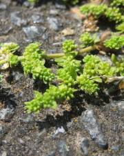 Fotografia da espécie Herniaria glabra