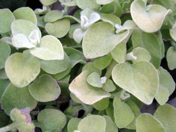 Fotografia da espécie Helichrysum petiolare