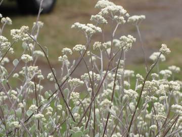 Fotografia da espécie Helichrysum petiolare