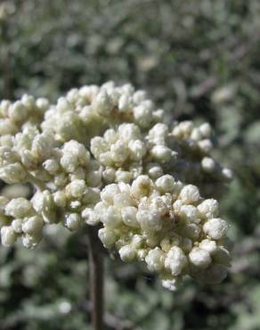 Fotografia 6 da espécie Helichrysum petiolare no Jardim Botânico UTAD