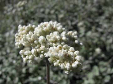 Fotografia da espécie Helichrysum petiolare