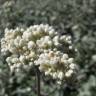 Fotografia 6 da espécie Helichrysum petiolare do Jardim Botânico UTAD