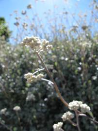 Fotografia da espécie Helichrysum petiolare