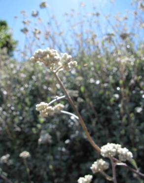 Fotografia 9 da espécie Helichrysum petiolare no Jardim Botânico UTAD