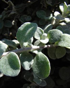 Fotografia 10 da espécie Helichrysum petiolare no Jardim Botânico UTAD