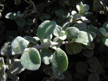 Fotografia da espécie Helichrysum petiolare