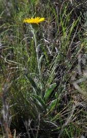 Fotografia da espécie Inula montana