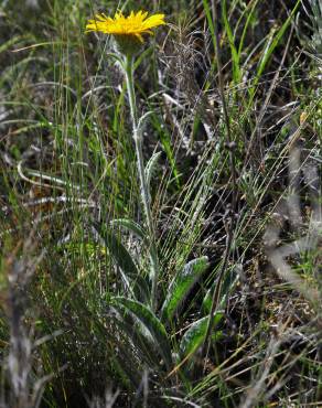 Fotografia 2 da espécie Inula montana no Jardim Botânico UTAD