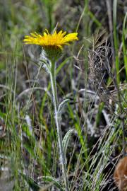 Fotografia da espécie Inula montana