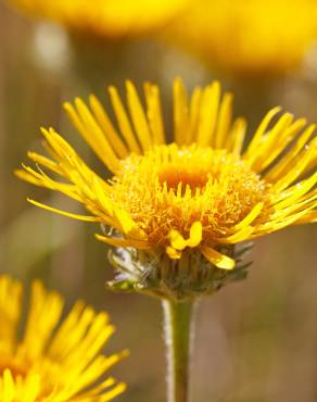 Fotografia 1 da espécie Inula montana no Jardim Botânico UTAD