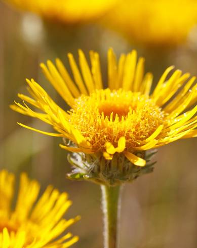 Fotografia de capa Inula montana - do Jardim Botânico