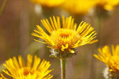 Fotografia da espécie Inula montana