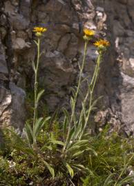 Fotografia da espécie Inula montana