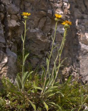 Fotografia 4 da espécie Inula montana no Jardim Botânico UTAD