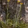 Fotografia 4 da espécie Inula montana do Jardim Botânico UTAD