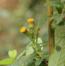 Fotografia da espécie Inula conyza