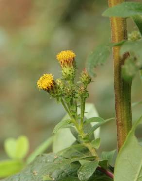 Fotografia 2 da espécie Inula conyza no Jardim Botânico UTAD