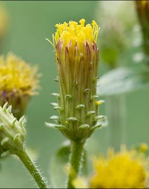 Fotografia 3 da espécie Inula conyza no Jardim Botânico UTAD