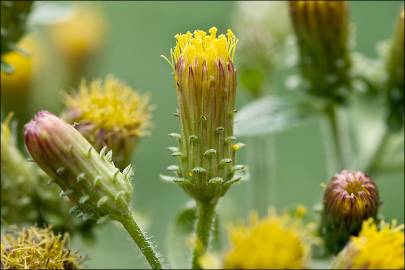 Fotografia da espécie Inula conyza