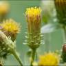 Fotografia 3 da espécie Inula conyza do Jardim Botânico UTAD