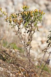 Fotografia da espécie Inula conyza