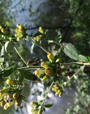 Fotografia 5 da espécie Inula conyza no Jardim Botânico UTAD