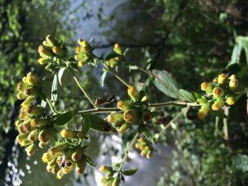 Fotografia da espécie Inula conyza