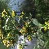 Fotografia 5 da espécie Inula conyza do Jardim Botânico UTAD