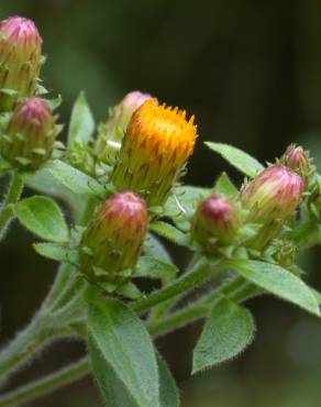 Fotografia 1 da espécie Inula conyza no Jardim Botânico UTAD