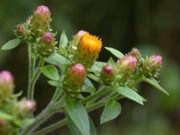 Fotografia da espécie Inula conyza