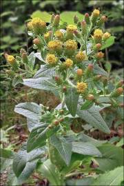 Fotografia da espécie Inula conyza