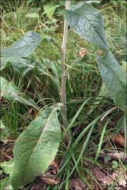 Fotografia da espécie Inula conyza