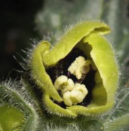 Fotografia da espécie Hyoscyamus albus