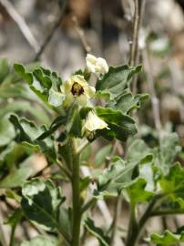 Fotografia da espécie Hyoscyamus albus