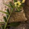 Fotografia 5 da espécie Hyoscyamus albus do Jardim Botânico UTAD