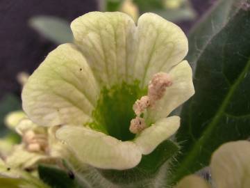 Fotografia da espécie Hyoscyamus albus