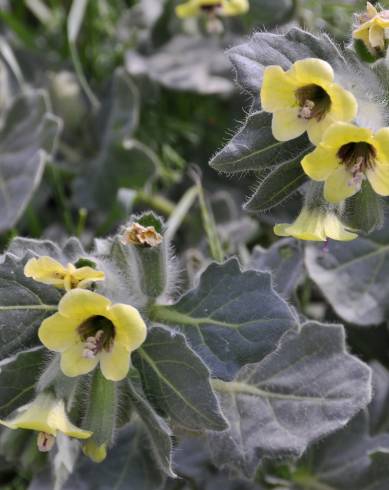 Fotografia de capa Hyoscyamus albus - do Jardim Botânico