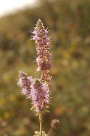 Fotografia da espécie Mentha longifolia