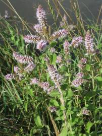 Fotografia da espécie Mentha longifolia