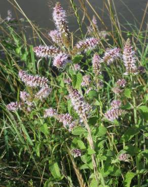 Fotografia 3 da espécie Mentha longifolia no Jardim Botânico UTAD