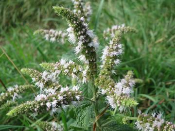 Fotografia da espécie Mentha longifolia