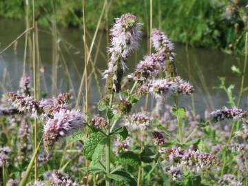 Fotografia da espécie Mentha longifolia