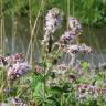 Fotografia 5 da espécie Mentha longifolia do Jardim Botânico UTAD